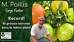 Grosses tomates