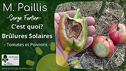 Brûlures solaires tomates