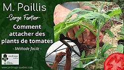 Attacher des tomates