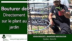 Bouturer tomates
