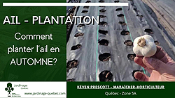 Planter l'ail