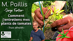 Gourmands des tomates
