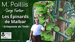 Épinard de Malabar - Une grimpante tropicale décorative