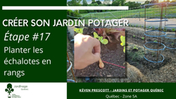 Jardin Potager - Les échalotes