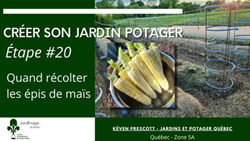 Jardin Potager - Quand récolter les maïs