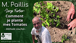 Planter des tomates couchée
