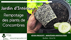 Jardin intérieur - Rempoter des concombres