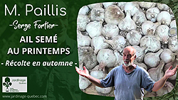 Semer ail au printemps