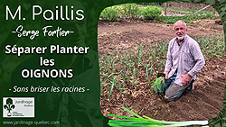 Séparer les oignons