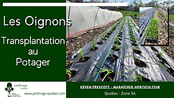 Transplanter des oignons