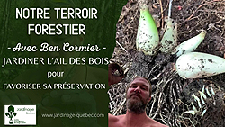 Jardiner l'ail des bois