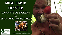 Amanite de Jackson