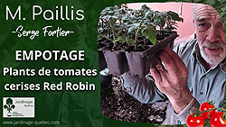 Empotage de plants de tomates cerises Red Robin
