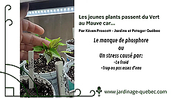 Semis qui deviennent mauves