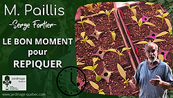 Repiquage - Quel est le bon moment pour repiquer les plants
