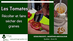 Récolter et faire sécher les semences de tomates