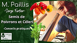Semer du céleri