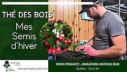 Thé des bois - Faire les semis par stratification à froid