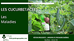 Maladies des cucurbitacées