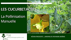 Polliniser des cucurbitacées