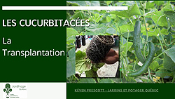 Transplanter des cucurbitacées