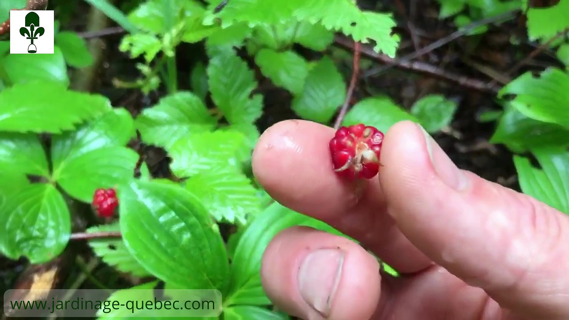 Catherinette - Ronce pubescente