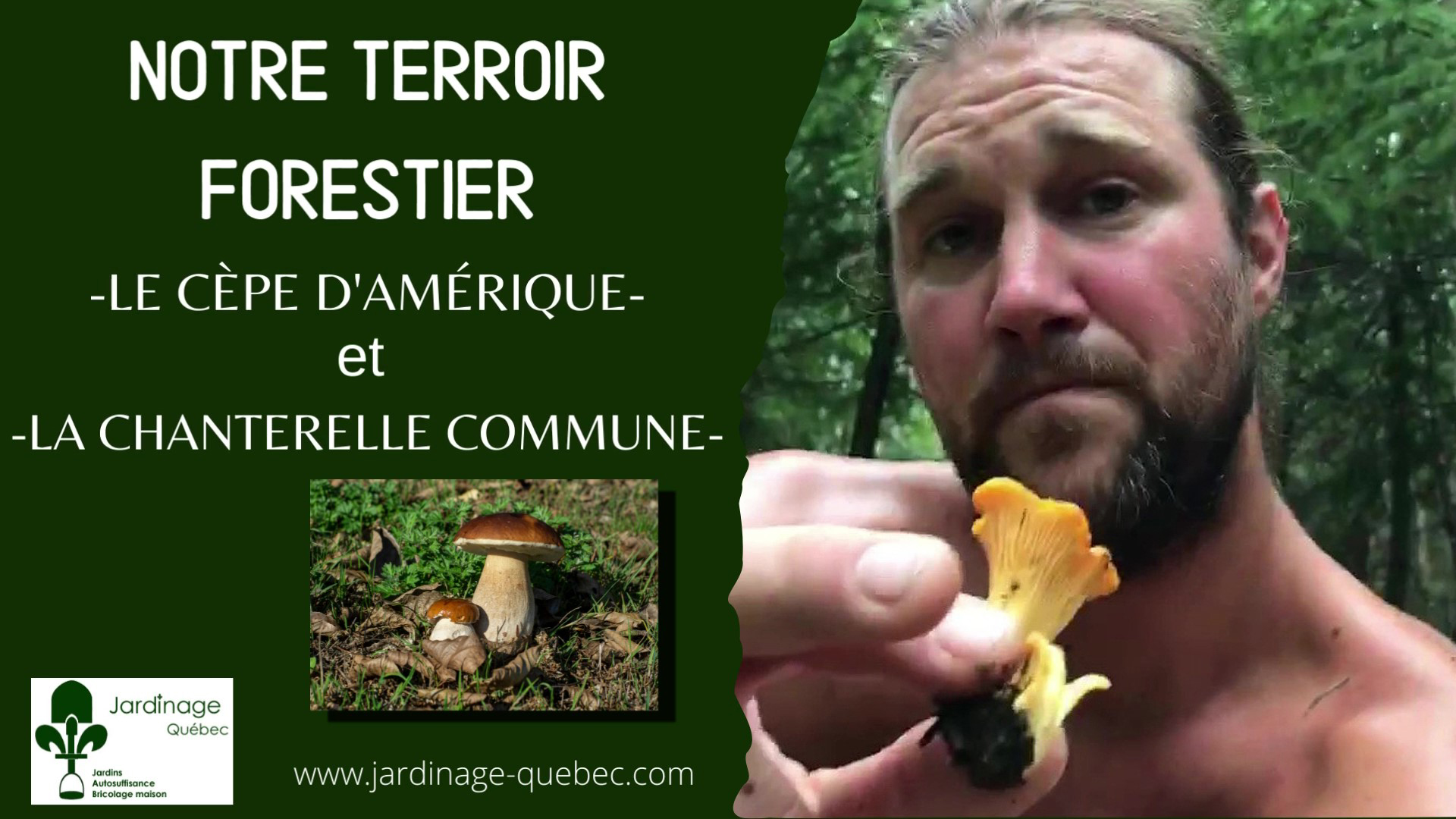 Chanterelle commune