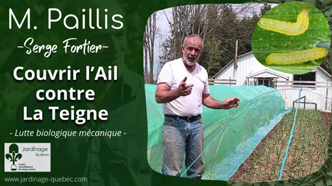 Couvrir l'ail contre la teigne