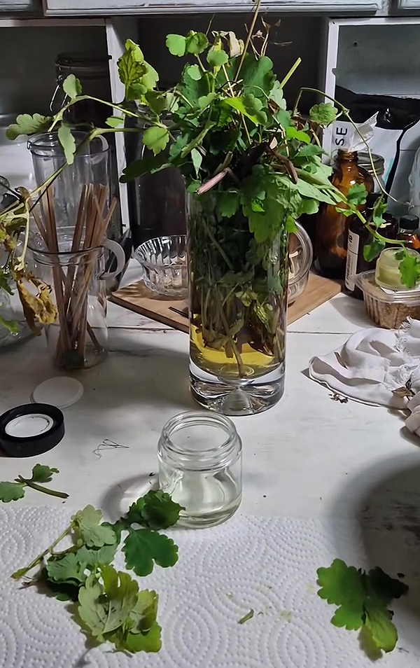 Herbe aux Hirondelles