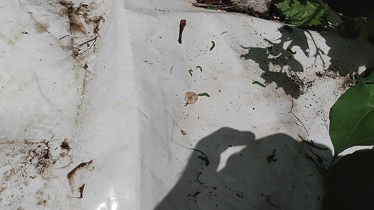 Chenilles ravageuse tombées sur la toile