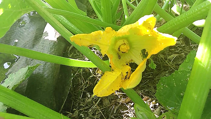 Chrysomèles du concombre dans une fleur de cucurbitacée