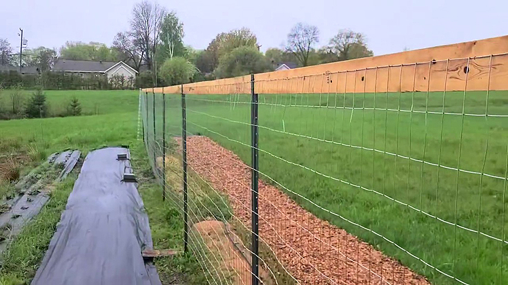 Clôture pour haricots