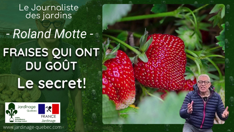 Comment avoir des fraises savoureuses au jardin avec les bonnes variétés