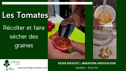 Récolter les graines de tomates