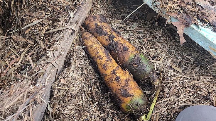 Récolte de légumes racines frais dès le début du printemps
