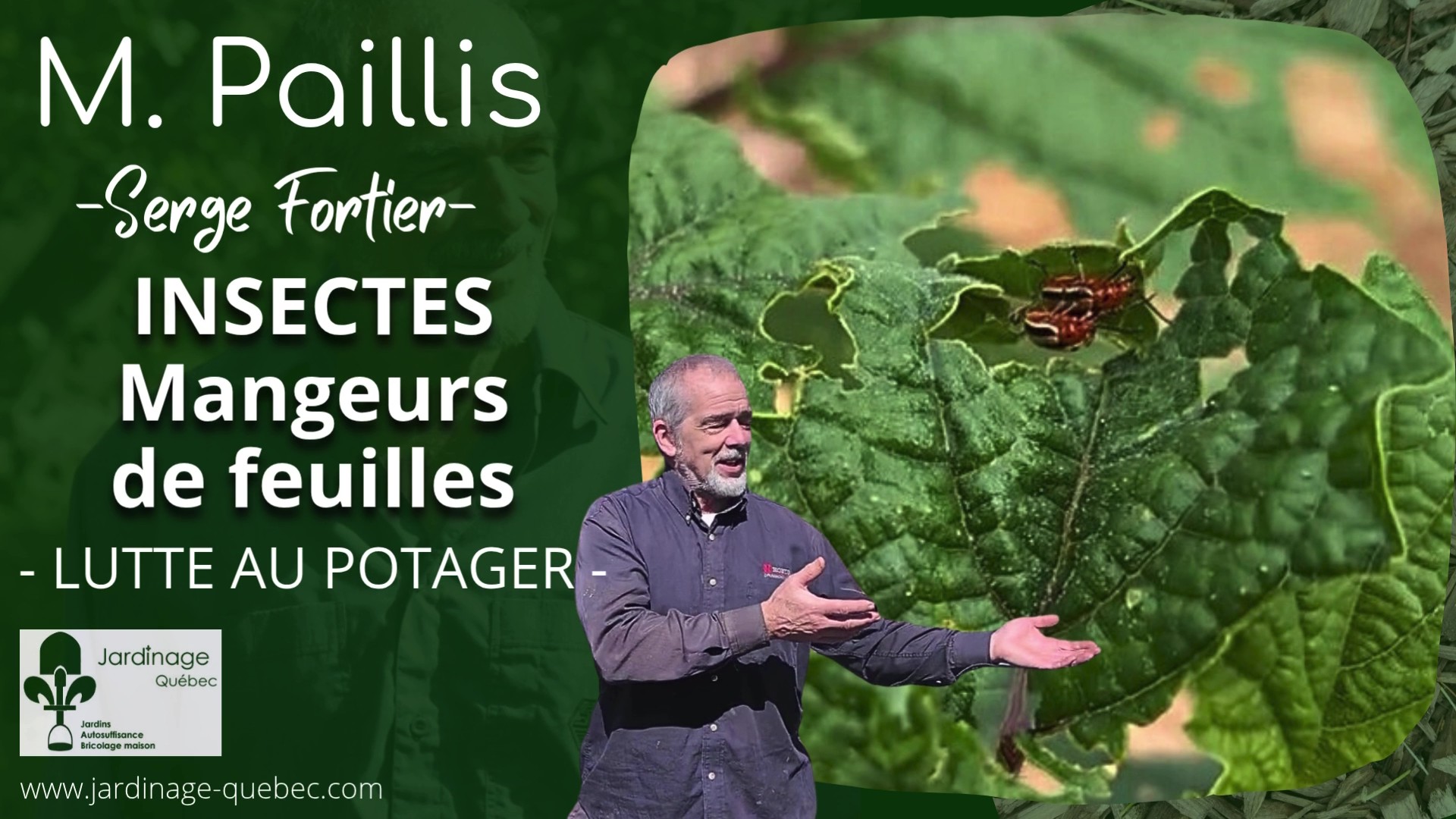 Insectes qui mangent les feuilles au potager - Comment les contrôler