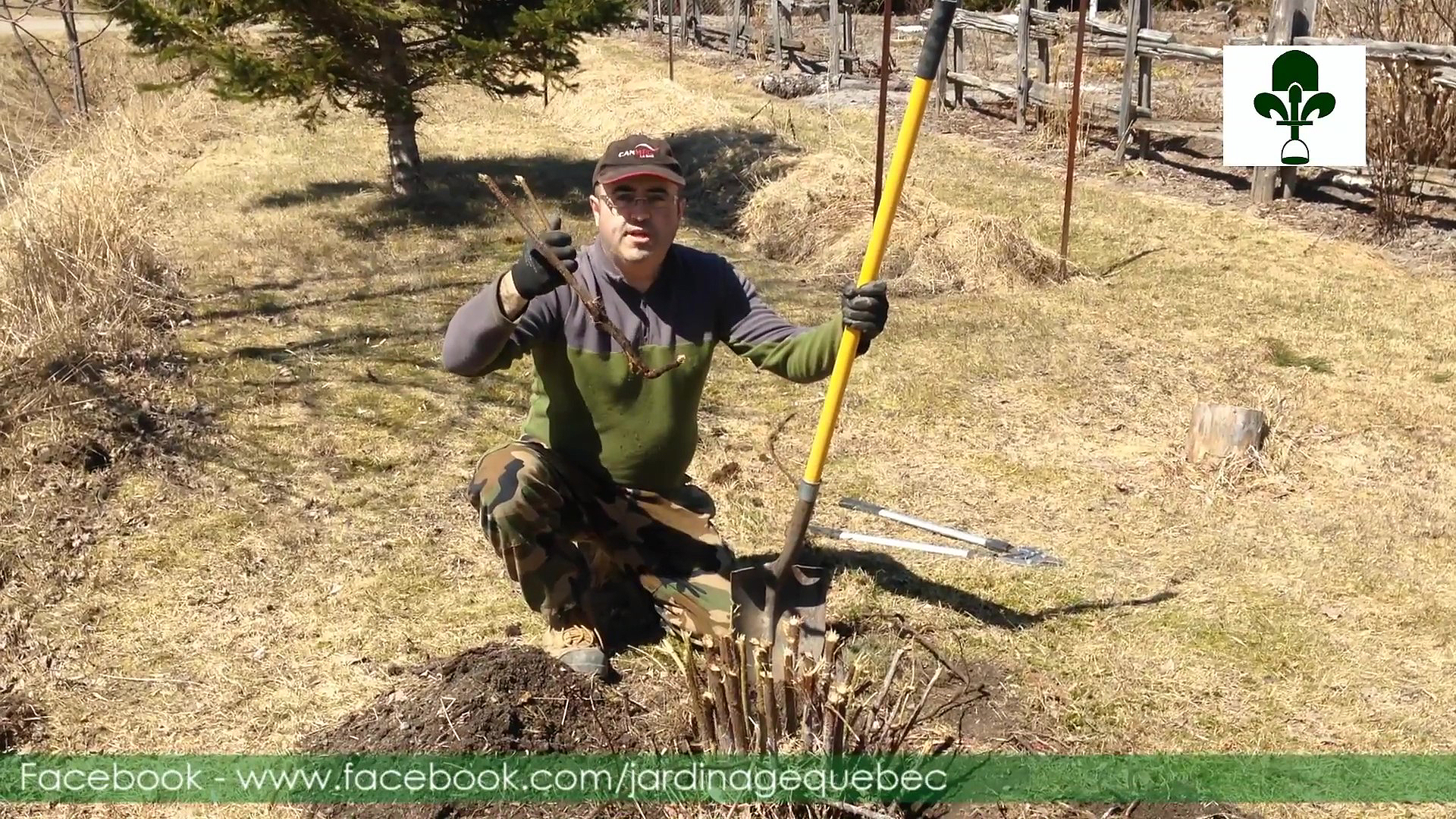 Contrôle des rosiers envahissants