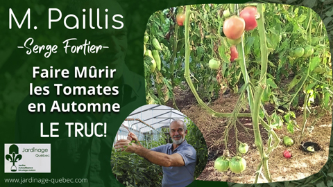 Faire mûrir les tomates en automne