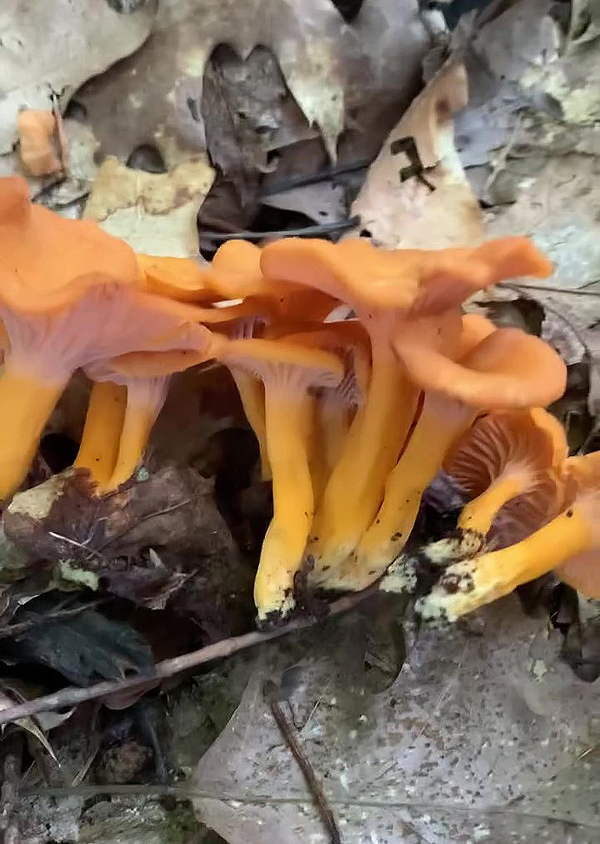 Craterelle couleur de flamme