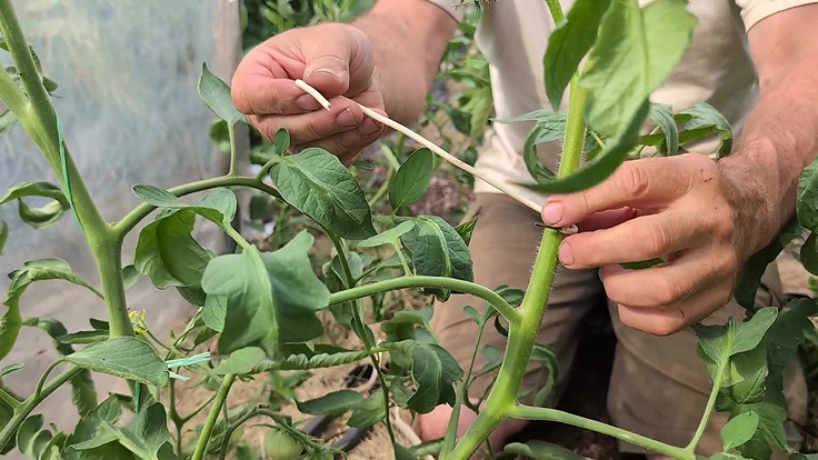 Installation du crochet maison pour attacher les tiges des tomatiers