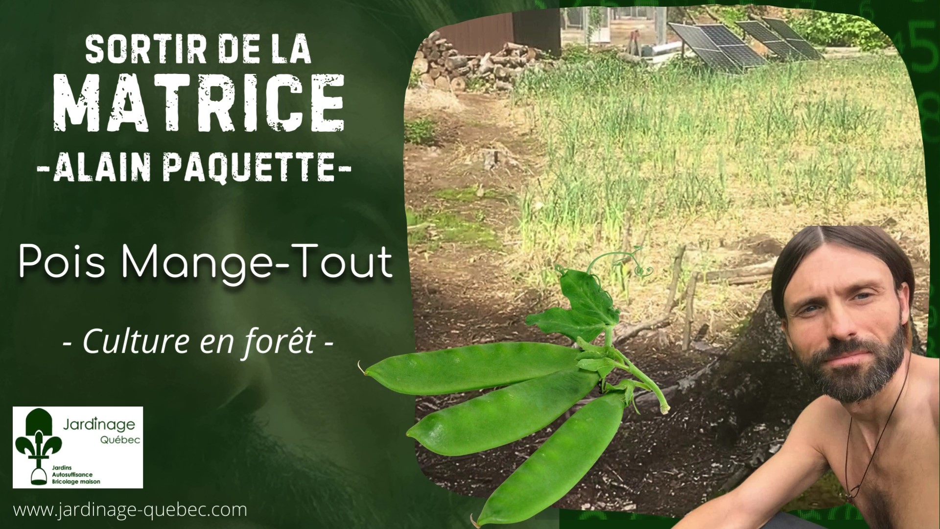 Pois mange-tout