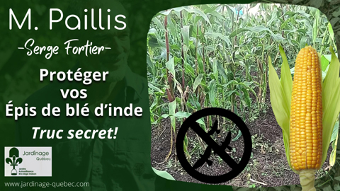Protéger les épis de maïs des oiseaux