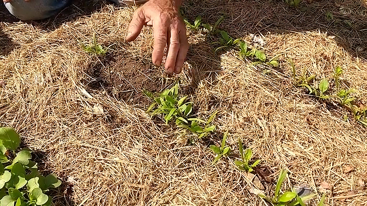 Semis direct au potager