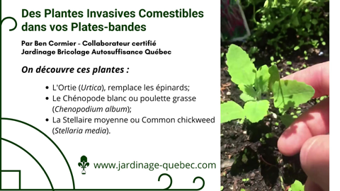 Plantes comestibles invasives dans les plates-bandes