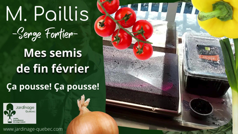 Semis de tomate hâtive Tiny Tim