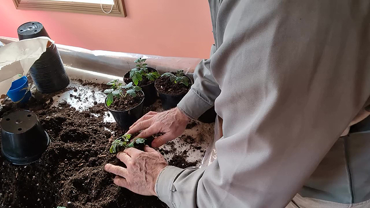 Matériel pour bien empoter des plants de tomates cerises en culture intérieur