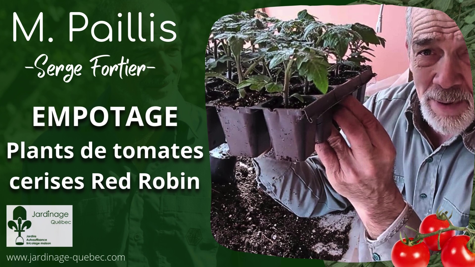 Tomates cerises Red Robin