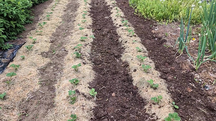 Culture de la fraise