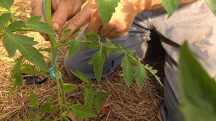 Où retrouver les gourmands?