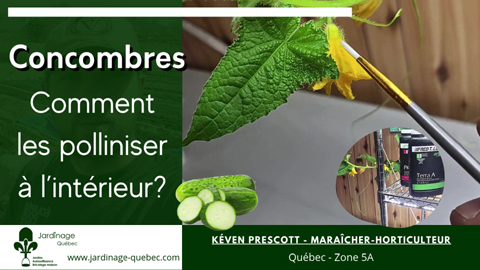 Comment polliniser les concombres à l'intérieur